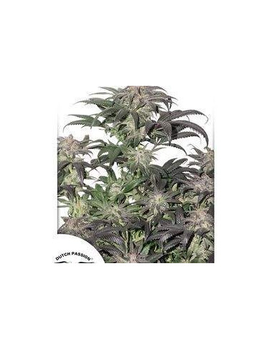 Bubba Island Kush Feminizovaná (Dutch Passion)-Dutch Passion-GnomesGarden