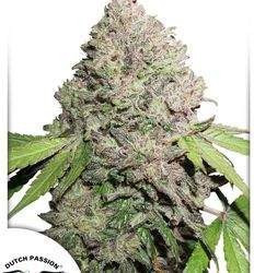 CBD Charlottes Angel Feminizowane (Dutch Passion)