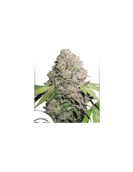 CBD Charlotte’s Angel Feminizada (Dutch Passion)-Dutch Passion-GnomesGarden