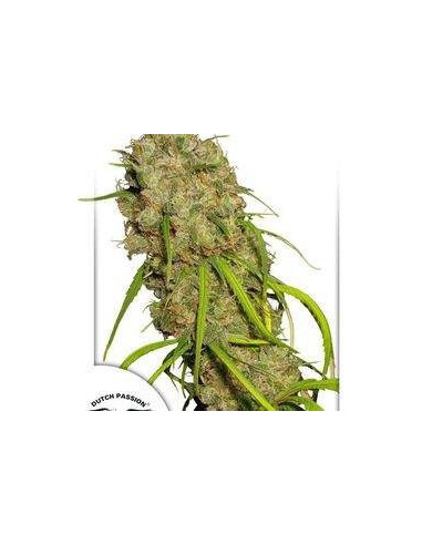 Desfran Feminizovaná (Dutch Passion)-Dutch Passion-GnomesGarden