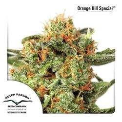 Orange Hill Special Regular (Dutch Passion) 