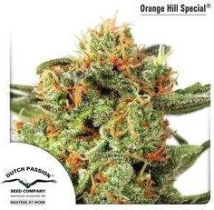 Orange Hill Special Regularne  (Dutch Passion) 