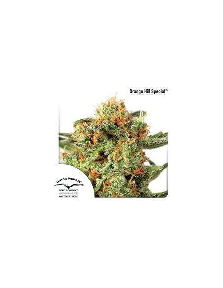 Orange Hill Special Feminisiert (Dutch Passion)-Dutch Passion-GnomesGarden