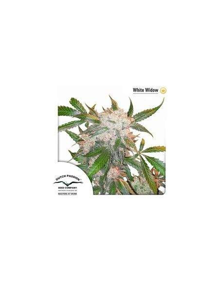 White Widow Regularne (Dutch Passion)-Dutch Passion-GnomesGarden
