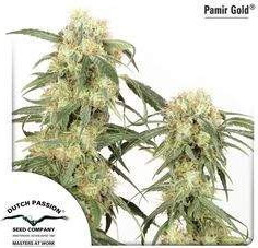 Pamir Gold Feminizowane (Dutch Passion) 
