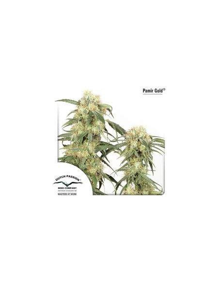 Pamir Gold Feminisiert (Dutch Passion)-Dutch Passion-GnomesGarden