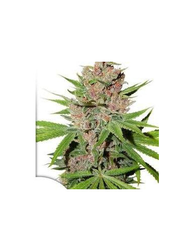 Passion Fruit Feminized (Dutch Passion)-Dutch Passion-GnomesGarden