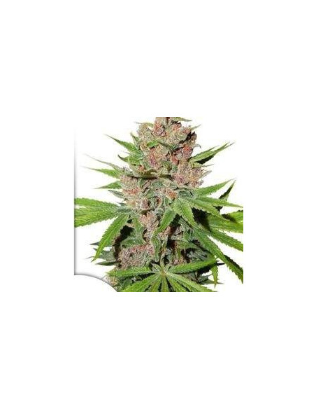 Passion Fruit Feminized (Dutch Passion)-Dutch Passion-GnomesGarden