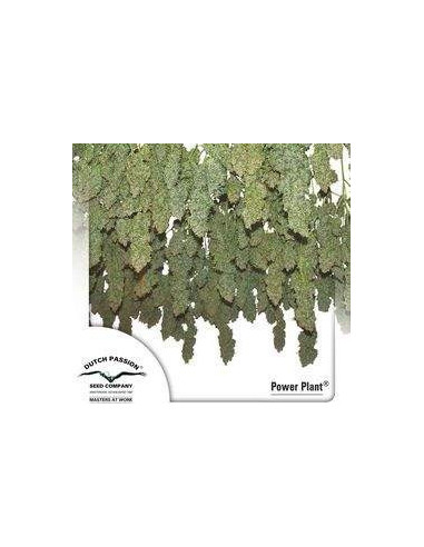 Power Plant Regularní (Dutch Passion)-Dutch Passion-GnomesGarden