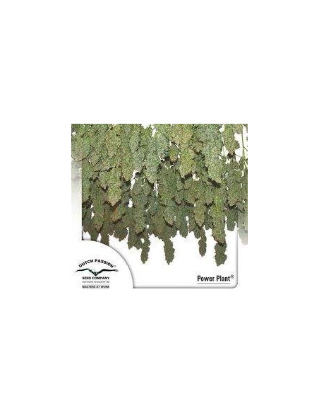 Power Plant Regular (Dutch Passion)-Dutch Passion-GnomesGarden