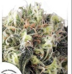 Snow Bud Feminizowane (Dutch Passion) 