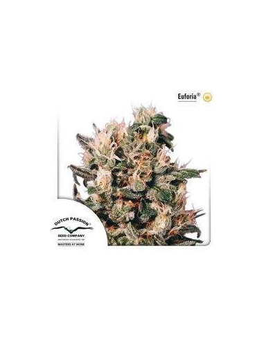 Euforia Regular (Dutch Passion)-Dutch Passion-GnomesGarden