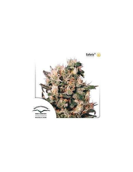 Euforia Regularne (Dutch Passion)-Dutch Passion-GnomesGarden