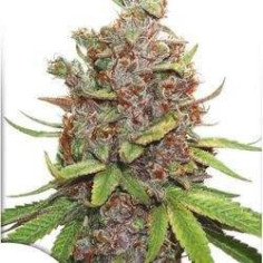 Auto Glueberry O.G Feminizowane (Dutch Passion) 