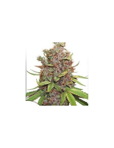 Auto Glueberry OG Feminizowane (Dutch Passion)-Dutch Passion-GnomesGarden