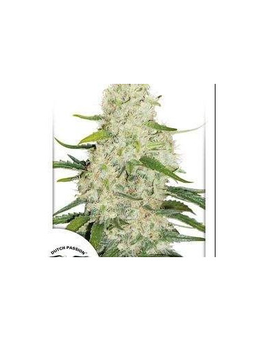 Auto Think Big Feminisiert (Dutch Passion)-Dutch Passion-GnomesGarden