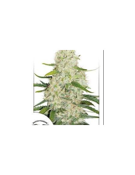 Think Big Feminized (Dutch Passion)-Dutch Passion-GnomesGarden
