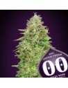 Critical Poison Fast Version Feminized (00 Seeds Bank) 