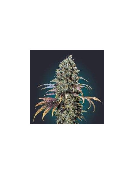 Chocolate Cream Feminizowane (00 Seeds Bank)-00 Seeds Bank-GnomesGarden