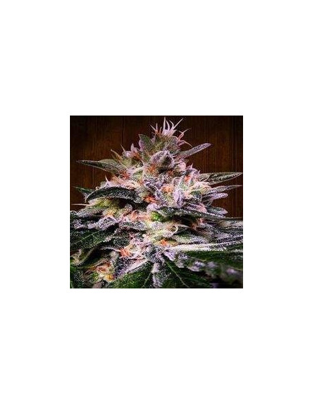 Bubba Hash Feminized (Ace Seeds)-Gnomes Garden Shop-GnomesGarden