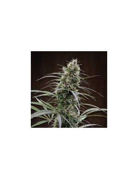 Congo Feminized (Ace Seeds)-Gnomes Garden Shop-GnomesGarden