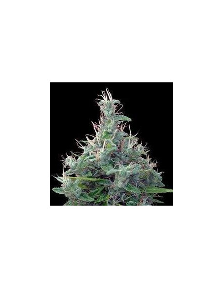 Libano Standard Regularne (Ace Seeds)-Gnomes Garden Shop-GnomesGarden