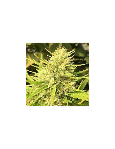 Malawi x Panama Regularne  (Ace Seeds)-Tienda Gnomes Garden-GnomesGarden
