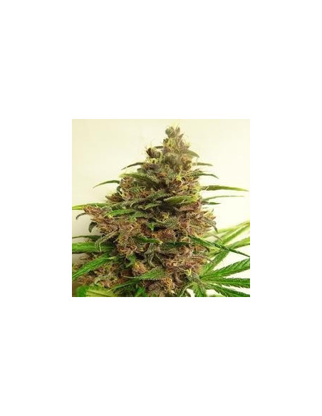 Malawi x PCK Regularne   (Ace Seeds)-Gnomes Garden Shop-GnomesGarden