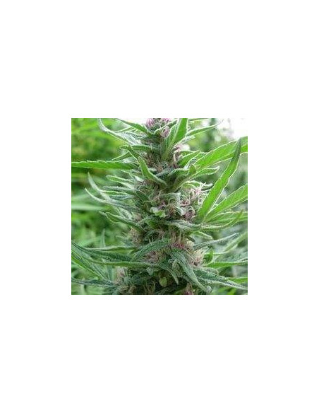Panama Regularne (Ace Seeds)-Obchod Gnomes Garden-GnomesGarden