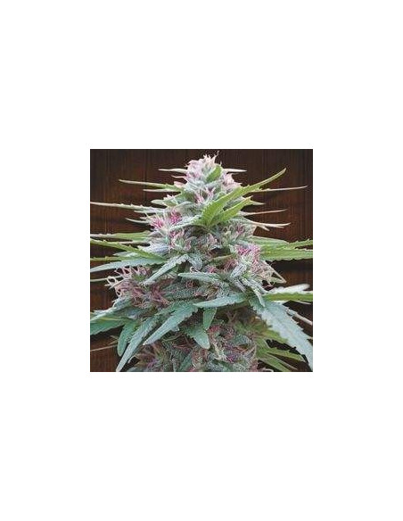 Panama Haze Feminizowane (Ace Seeds) -Gnomes Garden Shop-GnomesGarden