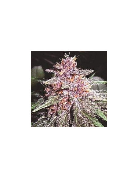Violeta Regularne (Ace Seeds)-Obchod Gnomes Garden-GnomesGarden