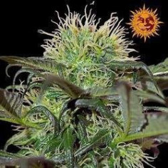 Bad Azz Kush Feminizowane  (Barneys Farm) 