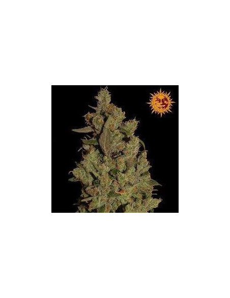 CBD Critical Cure Feminized (Barneys Farm)-Barney`s Farm-GnomesGarden