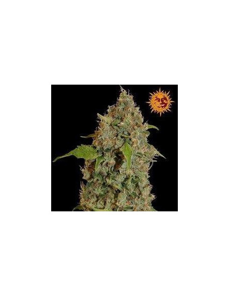 Chronic Thunder Feminisierte (Barneys Farm)-Barney`s Farm-GnomesGarden