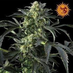 Crimea Blue Feminizowane  (Barneys Farm) 