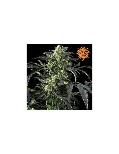 Crimea Blue Feminizowane  (Barneys Farm)-Barney`s Farm-GnomesGarden