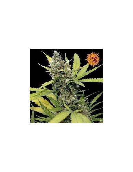 Honey B Feminized (Barneys Farm)-Barney`s Farm-GnomesGarden