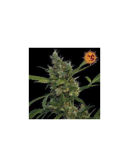 Morning Glory Feminized (Barneys Farm)-Barney`s Farm-GnomesGarden