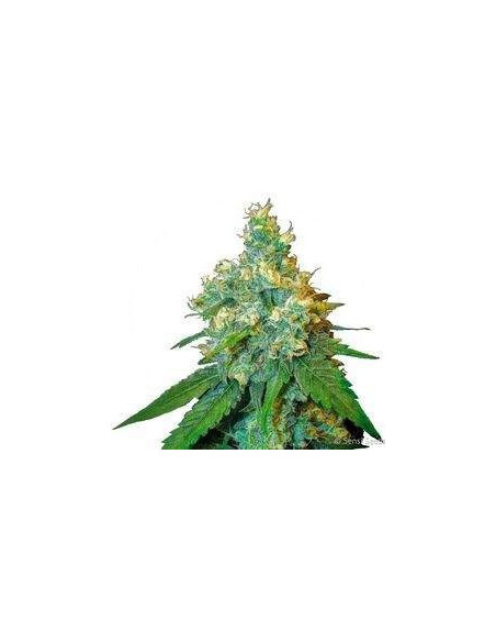 Jack Herer Feminized (Sensi Seeds)-Sensi Seeds-GnomesGarden