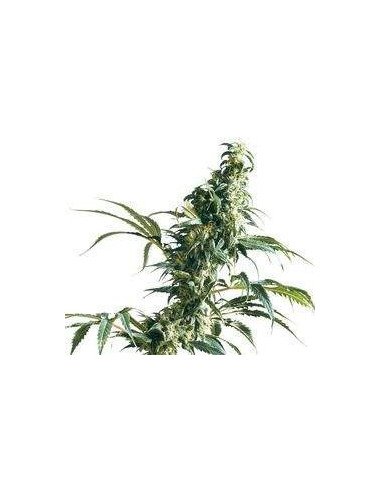 Mexican Sativa Regularne  (Sensi Seeds)