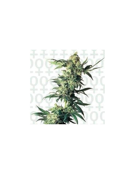 Northern Lights Feminizowane  (Sensi Seeds)-Sensi Seeds-GnomesGarden
