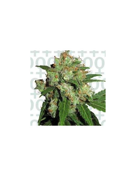Sensi Skunk Feminizowane (Sensi Seeds)-Sensi Seeds-GnomesGarden