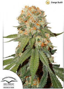 Orange Bud Feminized  (Dutch Passion) 