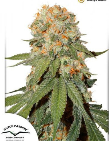 Orange Bud Feminized (Dutch Passion)-Dutch Passion-GnomesGarden