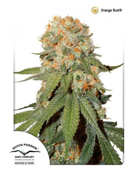 Orange Bud Feminized (Dutch Passion)-Dutch Passion-GnomesGarden