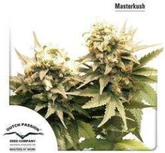 Masterkush Feminizowane (Dutch Passion)