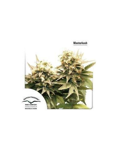 Masterkush Feminizada (Dutch Passion)-Dutch Passion-GnomesGarden
