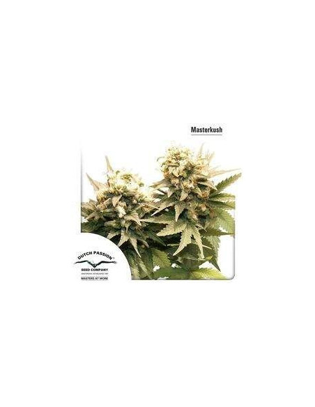 Masterkush Feminizada (Dutch Passion)-Dutch Passion-GnomesGarden