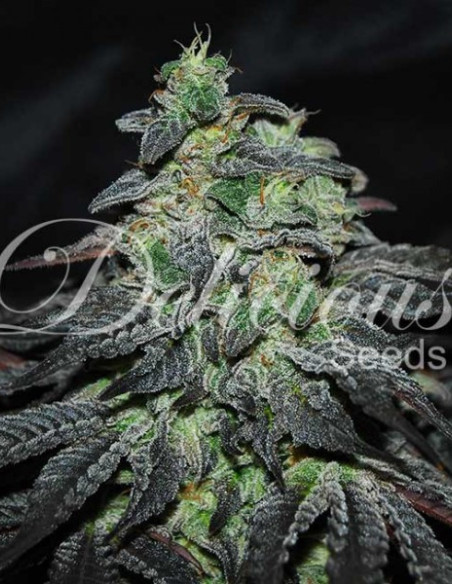 Golosa Feminized (Delicious Seeds)-Delicious Seeds-GnomesGarden