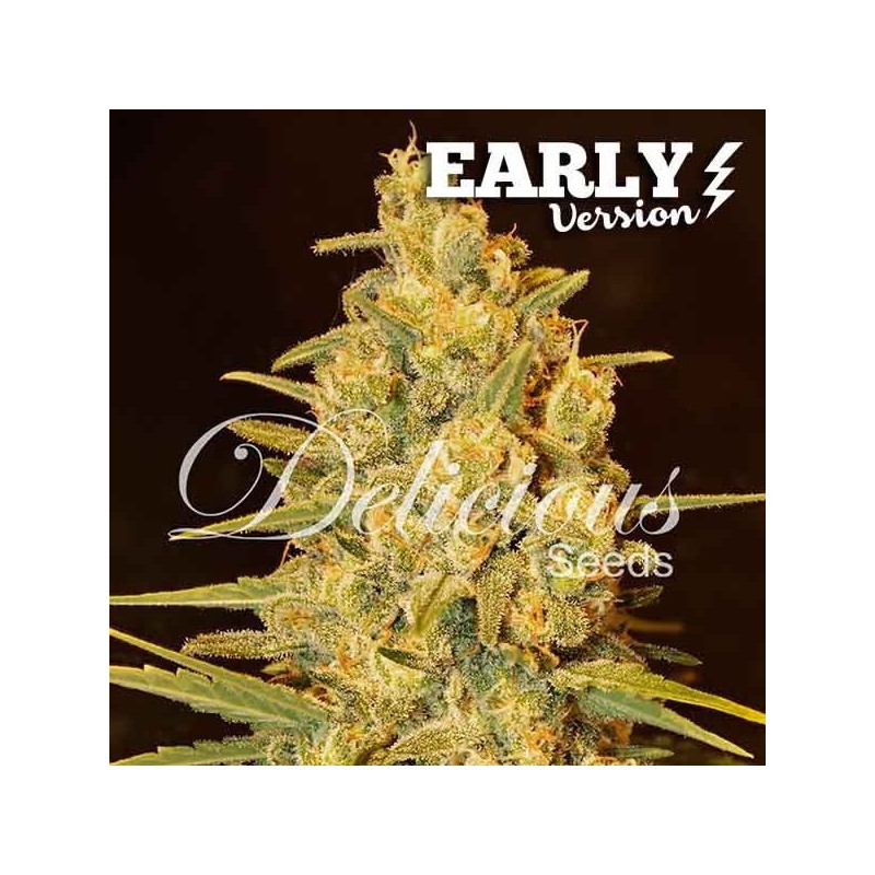 Critical Sensi Star Early Version Feminized  (Delicious Seeds) 